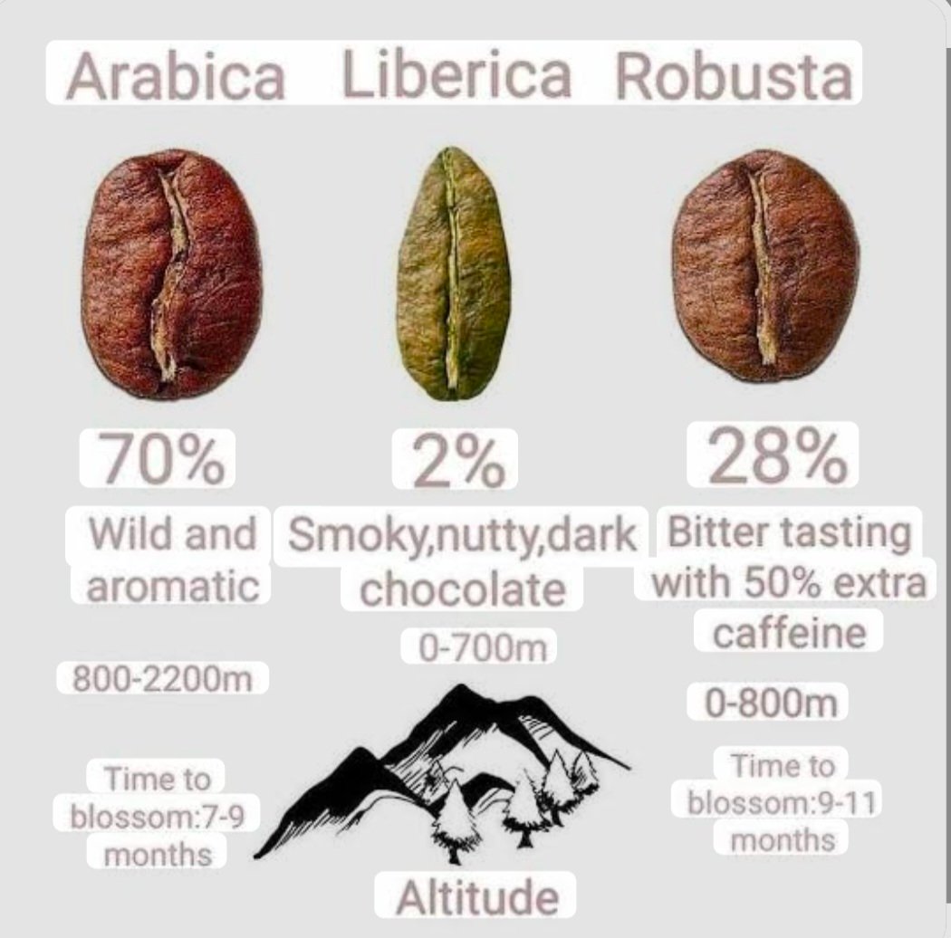 Infographic comparing Arabica, Liberica, and Robusta beans with altitude ranges and blossom timing