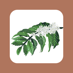 Illustration of a coffee branch in flower