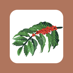 Illustration of a coffee branch at harvest stage