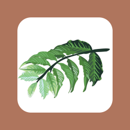 Illustration of a coffee branch at the pre-flowering stage