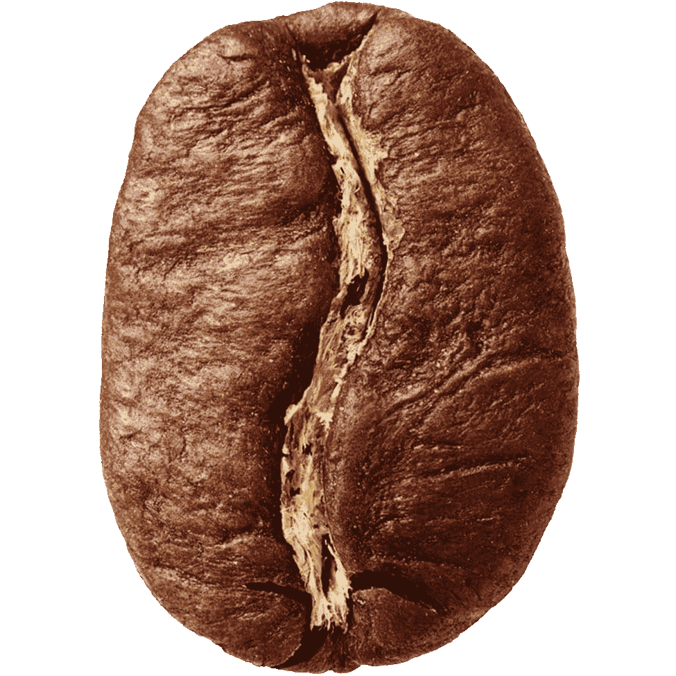 Arabica coffee bean