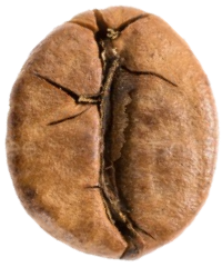 Excelsa coffee bean