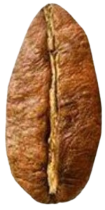 Liberica coffee bean
