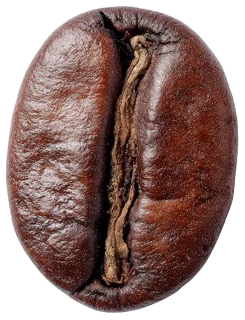 Robusta coffee bean